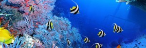 aquarium